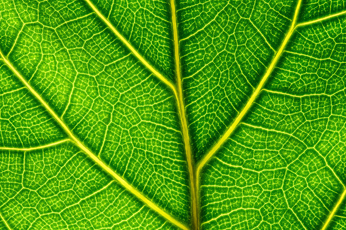 Close-up of a vibrant green leaf