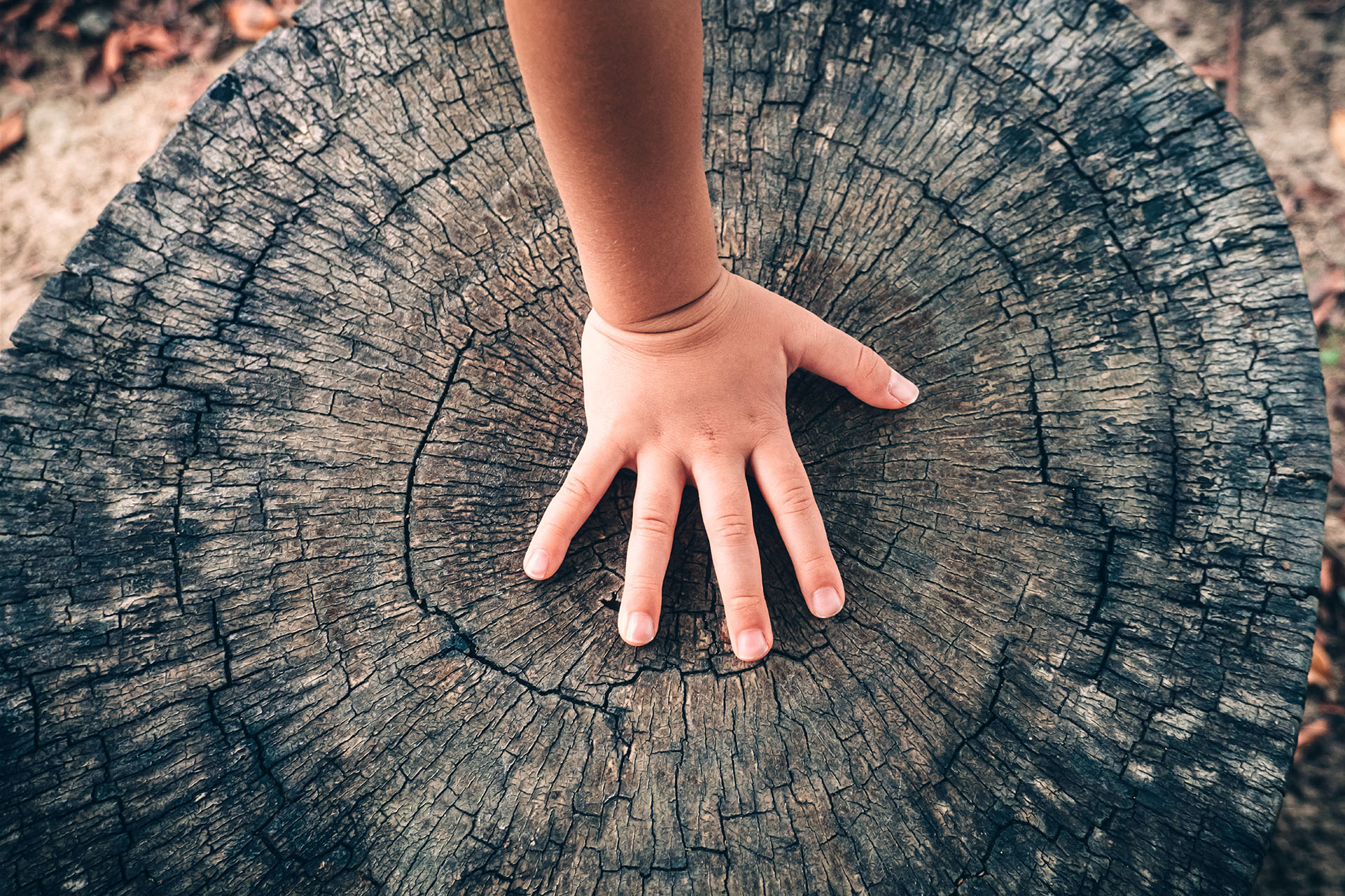 A child's hand touching a tree stump